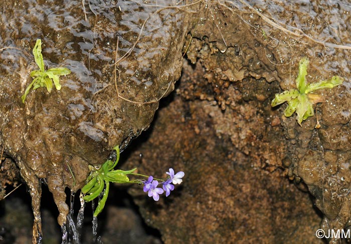 Pinguicula dertosensis