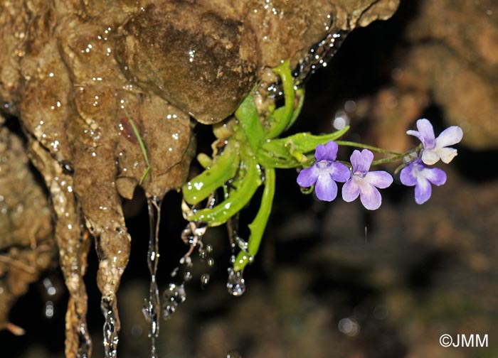 Pinguicula dertosensis