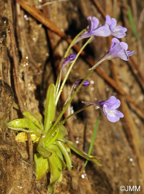 Pinguicula dertosensis