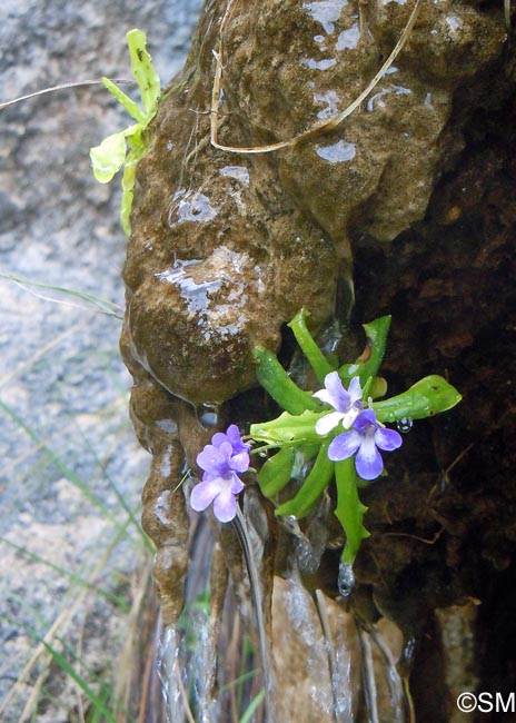 Pinguicula dertosensis