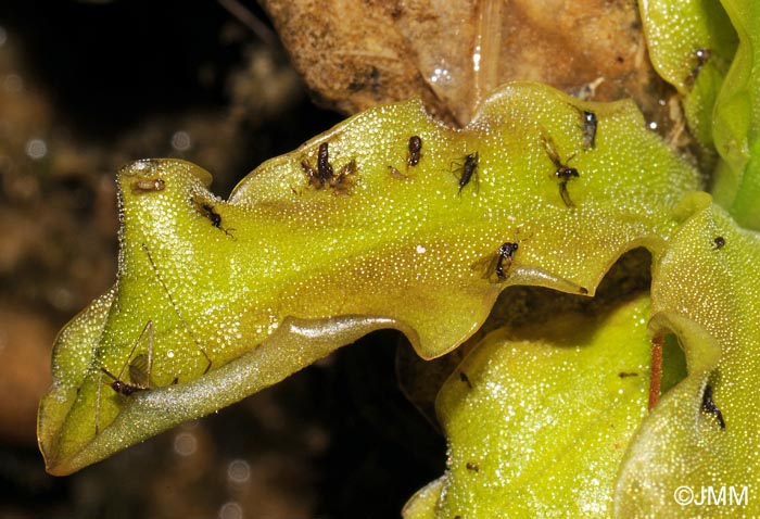 Pinguicula dertosensis