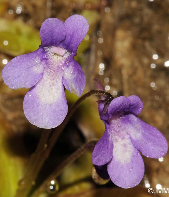 Pinguicula dertosensis