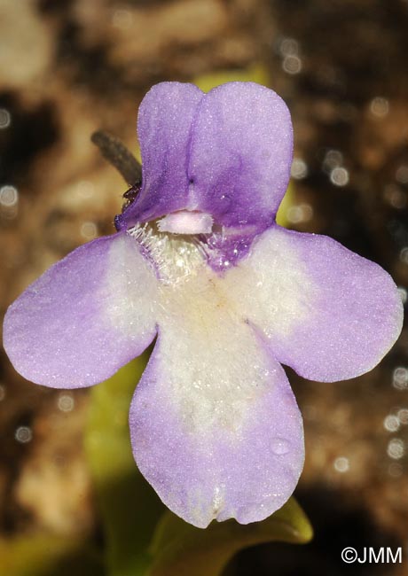 Pinguicula dertosensis