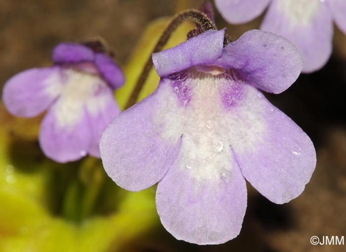 Pinguicula dertosensis