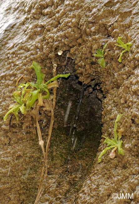 Pinguicula dertosensis