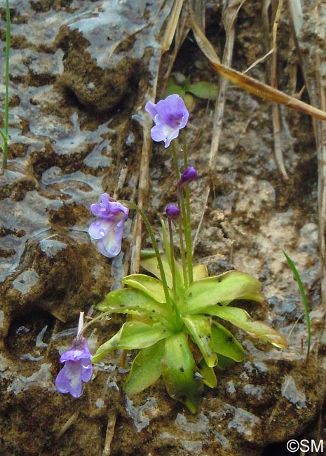 Pinguicula dertosensis