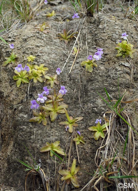 Pinguicula dertosensis