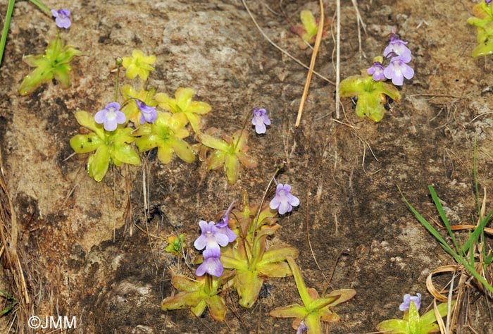 Pinguicula dertosensis