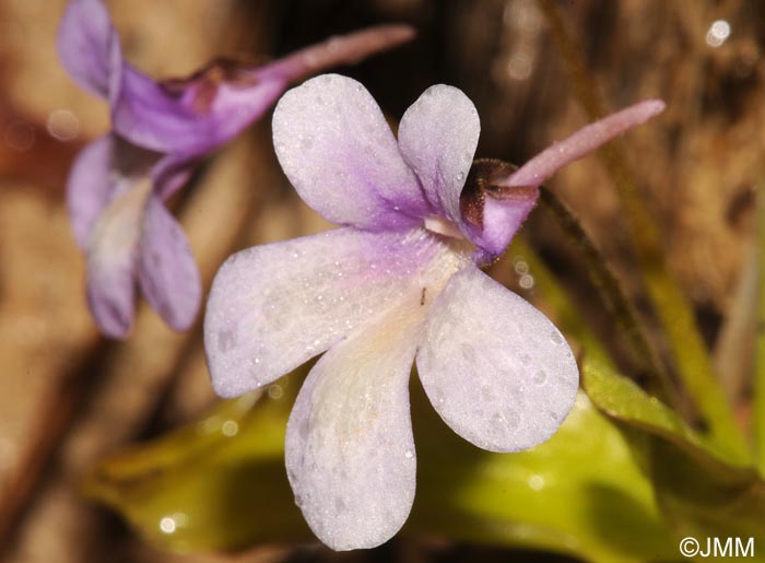 Pinguicula dertosensis