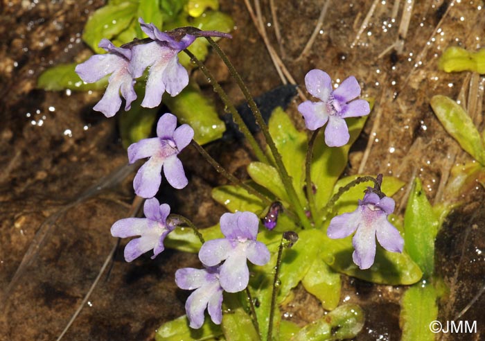 Pinguicula dertosensis