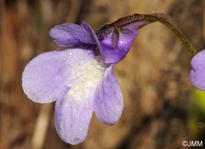 Pinguicula dertosensis