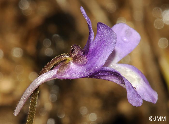 Pinguicula dertosensis