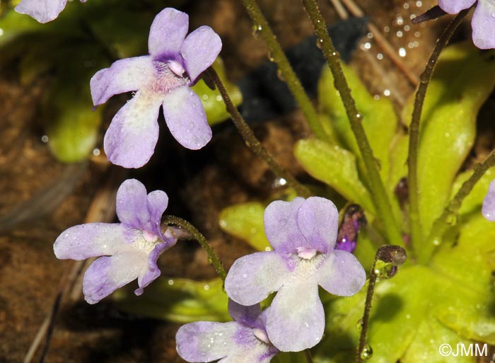 Pinguicula dertosensis