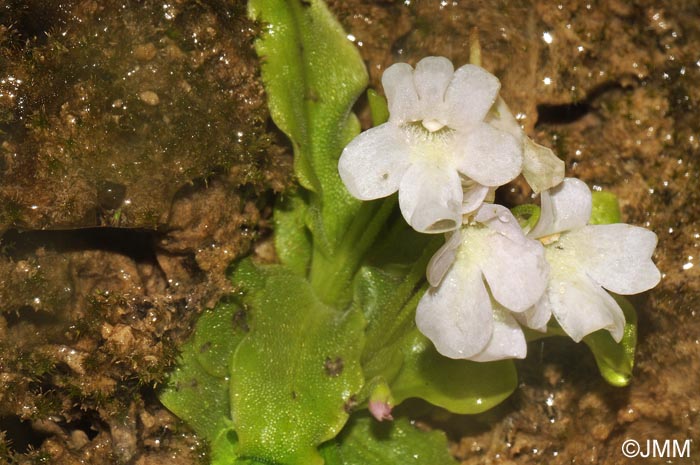 Pinguicula dertosensis f. alba