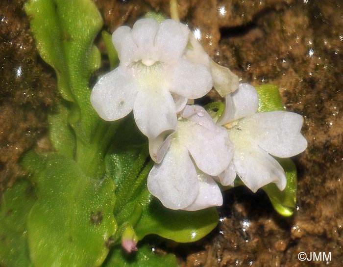 Pinguicula dertosensis f. alba