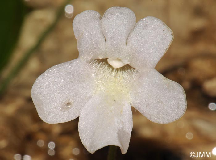 Pinguicula dertosensis f. alba