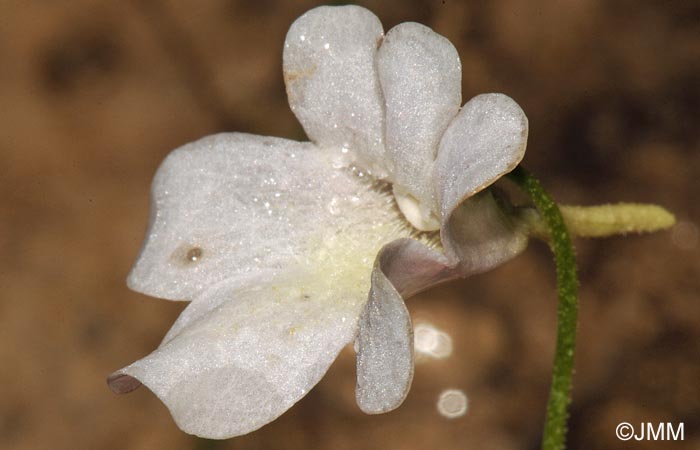 Pinguicula dertosensis f. alba