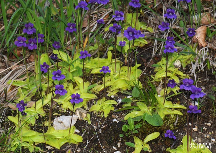 Pinguicula grandiflora