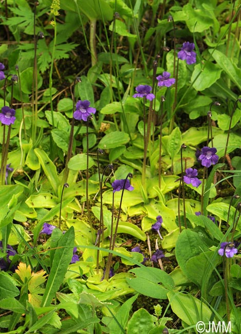 Pinguicula grandiflora