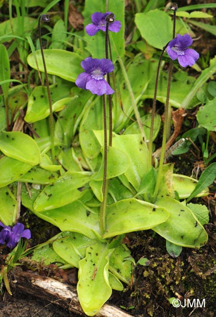 Pinguicula grandiflora