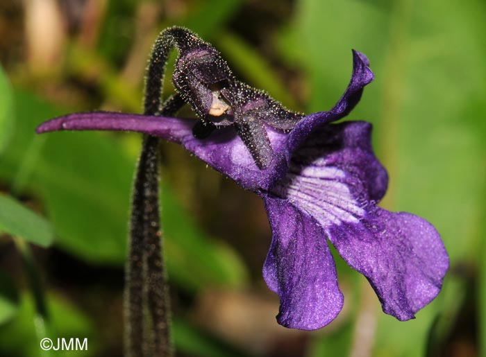 Pinguicula grandiflora