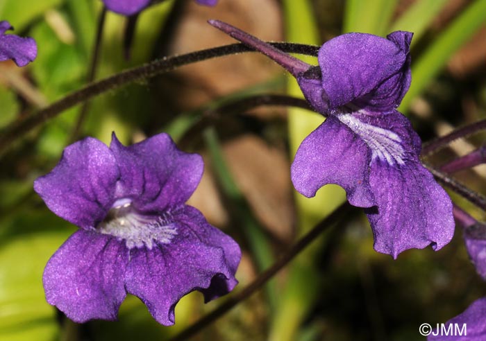 Pinguicula grandiflora