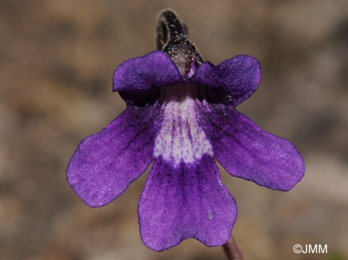 Pinguicula grandiflora