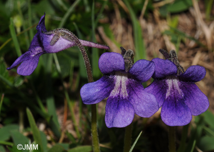 Pinguicula grandiflora