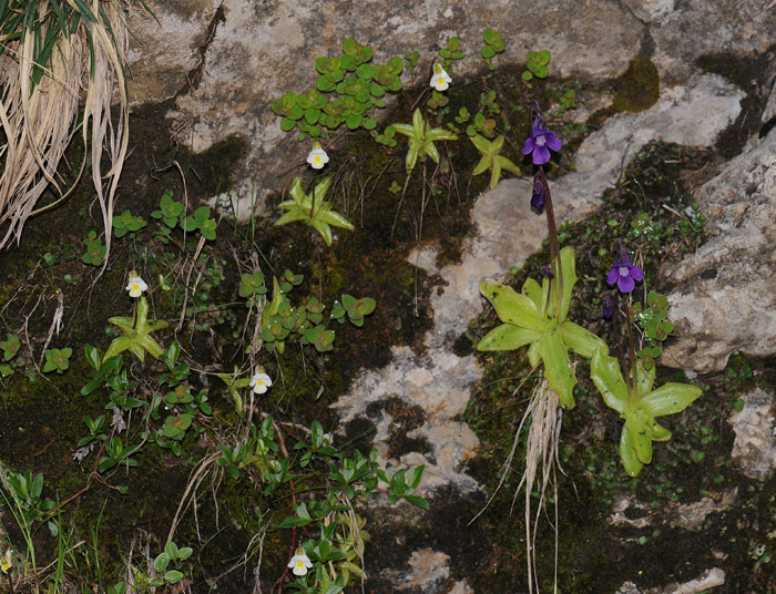 Pinguicula grandiflora & alpina