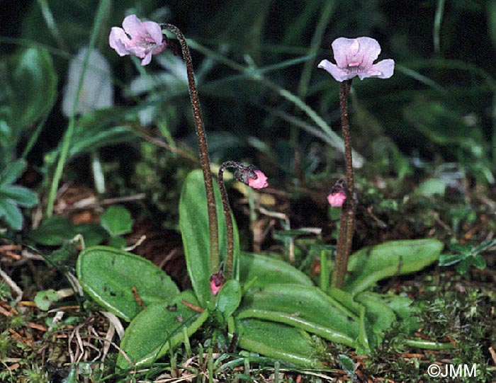 Pinguicula grandiflora subsp. rosea