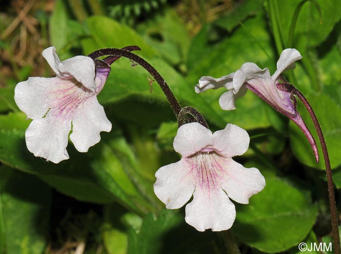 Pinguicula grandiflora subsp. rosea