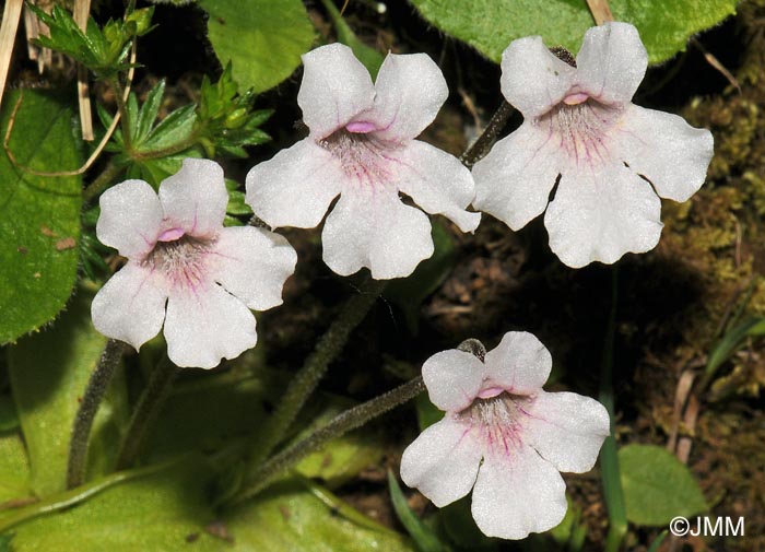 Pinguicula grandiflora subsp. rosea