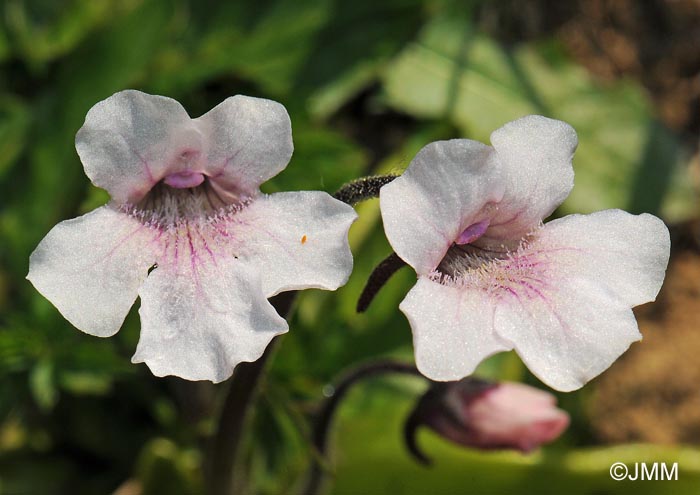 Pinguicula grandiflora subsp. rosea