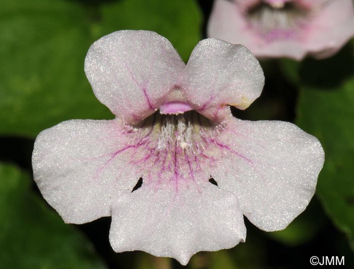 Pinguicula grandiflora subsp. rosea