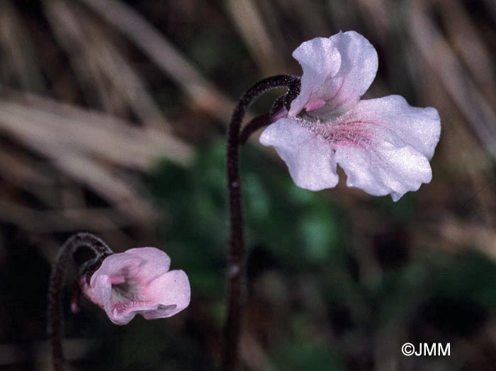 Pinguicula grandiflora subsp. rosea 