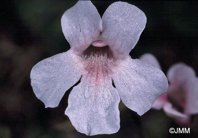 Pinguicula grandiflora subsp. rosea