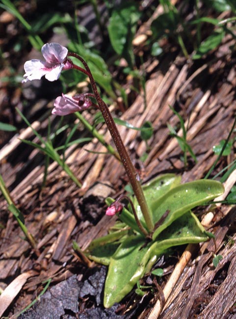 Pinguicula grandiflora subsp. rosea