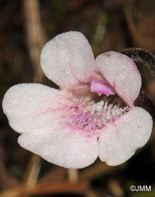 Pinguicula grandiflora subsp. rosea