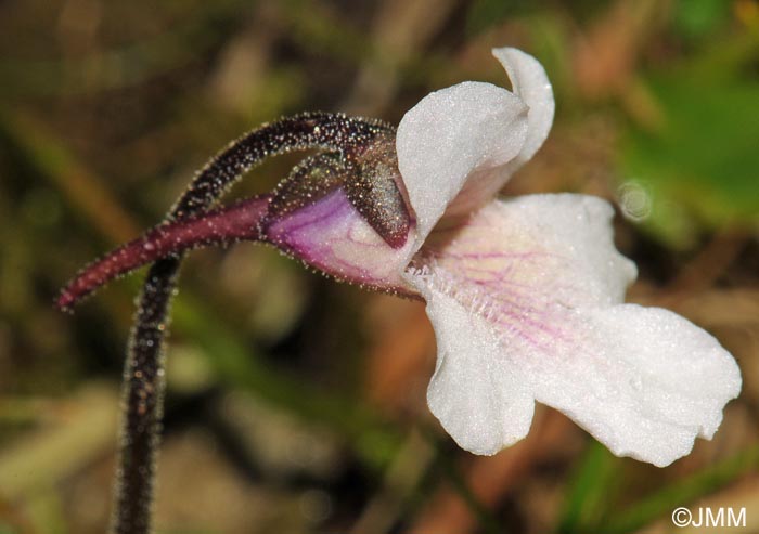 Pinguicula grandiflora subsp. rosea