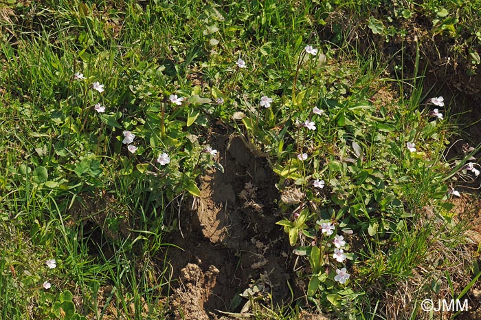 Pinguicula grandiflora subsp. rosea