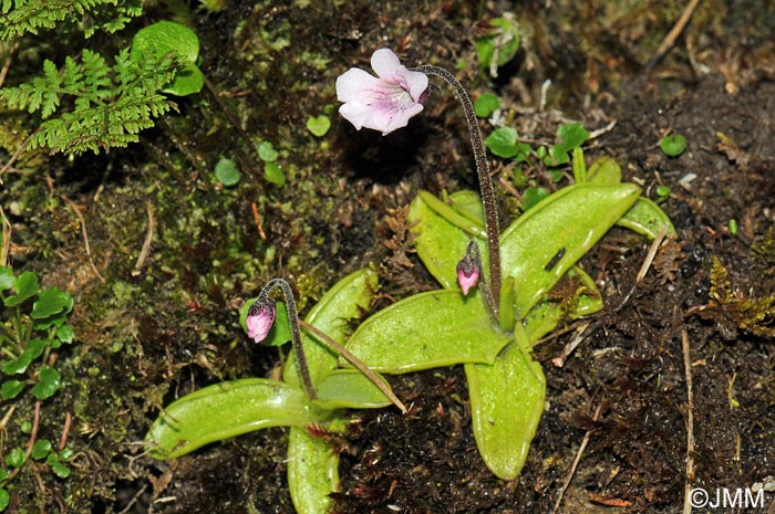 Pinguicula grandiflora subsp. rosea et Cystopteris montana