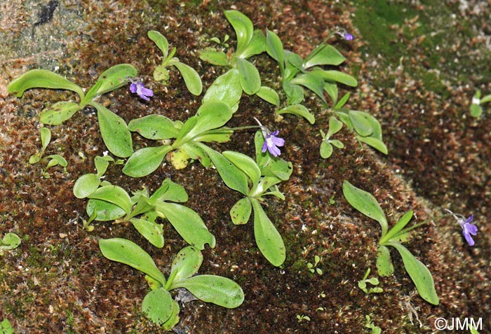 Pinguicula grandiflora x Pinguicula longifolia