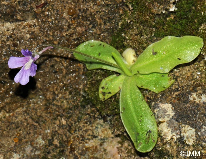 Pinguicula grandiflora x Pinguicula longifolia