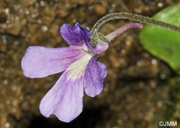 Pinguicula grandiflora x Pinguicula longifolia