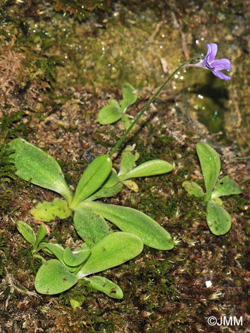 Pinguicula grandiflora x Pinguicula longifolia