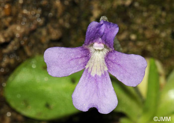 Pinguicula grandiflora x Pinguicula longifolia