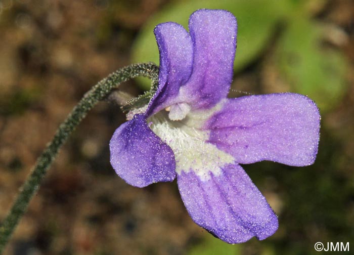 Pinguicula grandiflora x Pinguicula longifolia