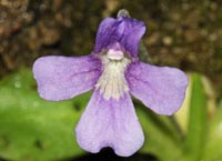 Pinguicula grandiflora x Pinguicula longifolia