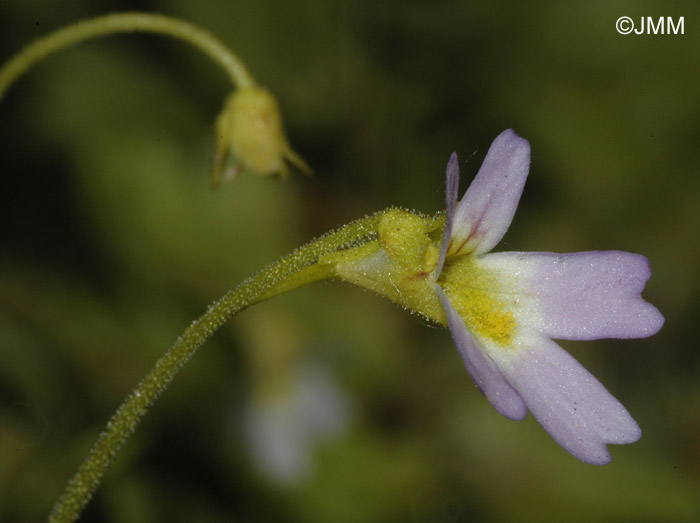 Pinguicula crystallina subsp. hirtiflora