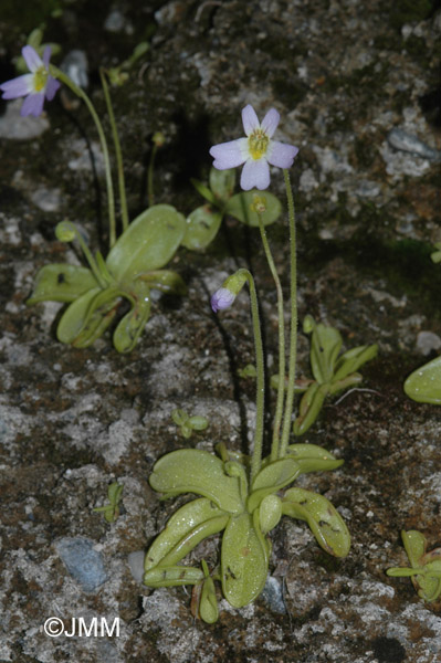 Pinguicula crystallina subsp. hirtiflora